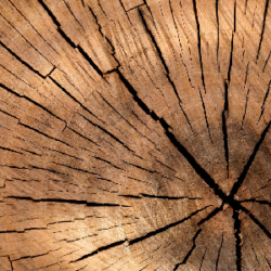 Holz